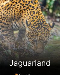 Phim Jaguarland data-eio=