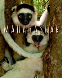 Phim Madagascar 2011 data-eio=