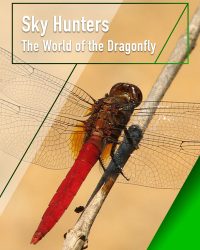 Sky Hunters - The World of Dragonfly