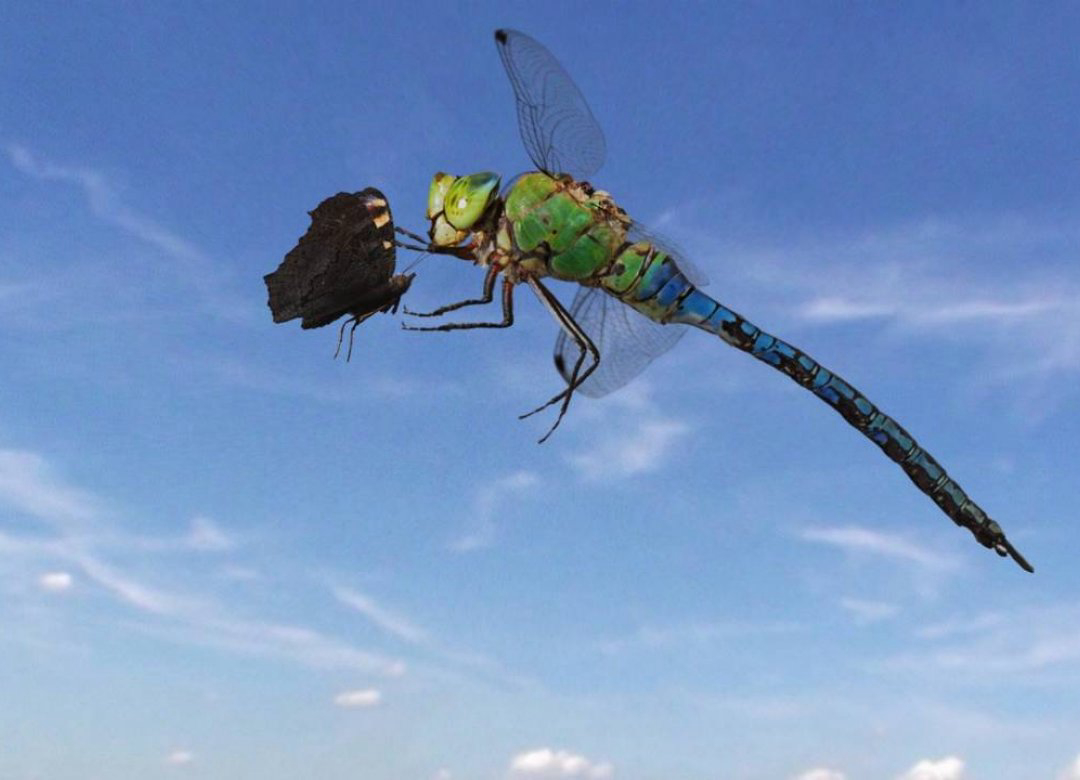 Phim Sky Hunters – The World of Dragonfly